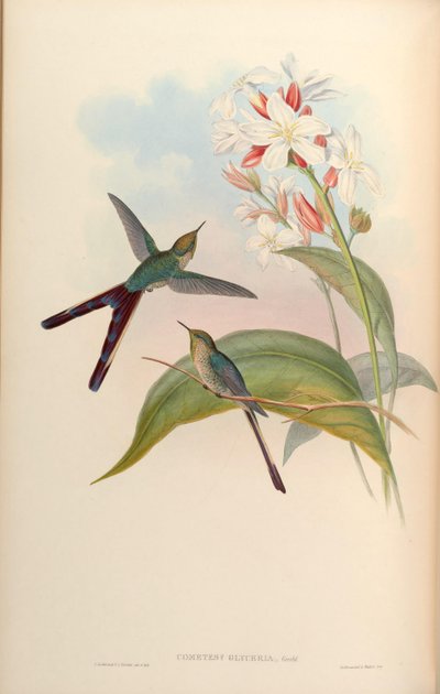Cometes glyceriae = Lesbia victoriae x Ramphomicron microrhynchus by John Gould